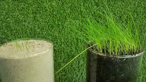 Unterschied beim Keimen von Rasensamen in Sand und Substrat