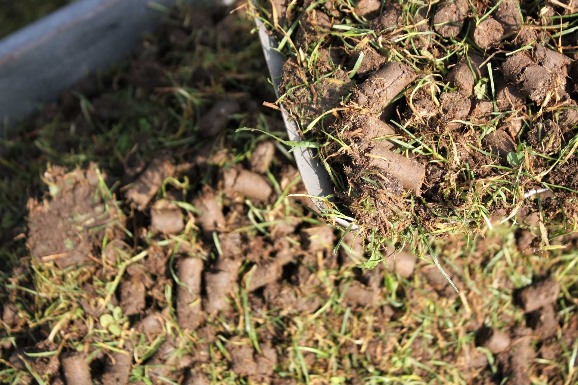 Graswalzen nach der Aerifizierung