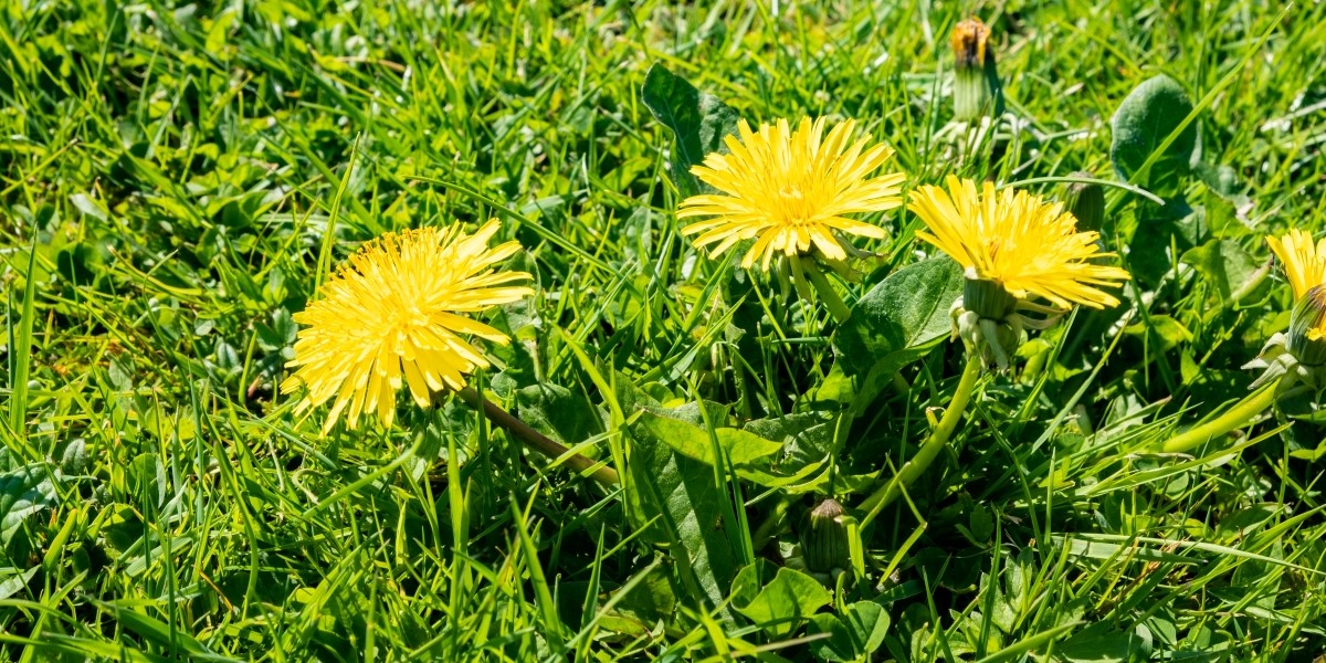 Dandelion