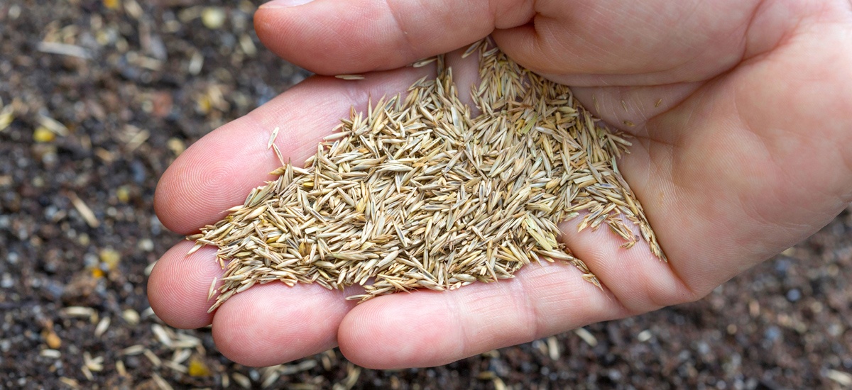 Grass seed on palm