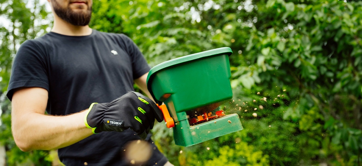 Applying fertilizer on lawn using fertilizer spreader