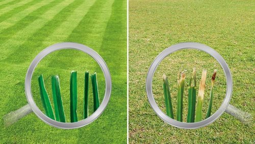 Reel Mower Comparison. What to look for when you make the jump