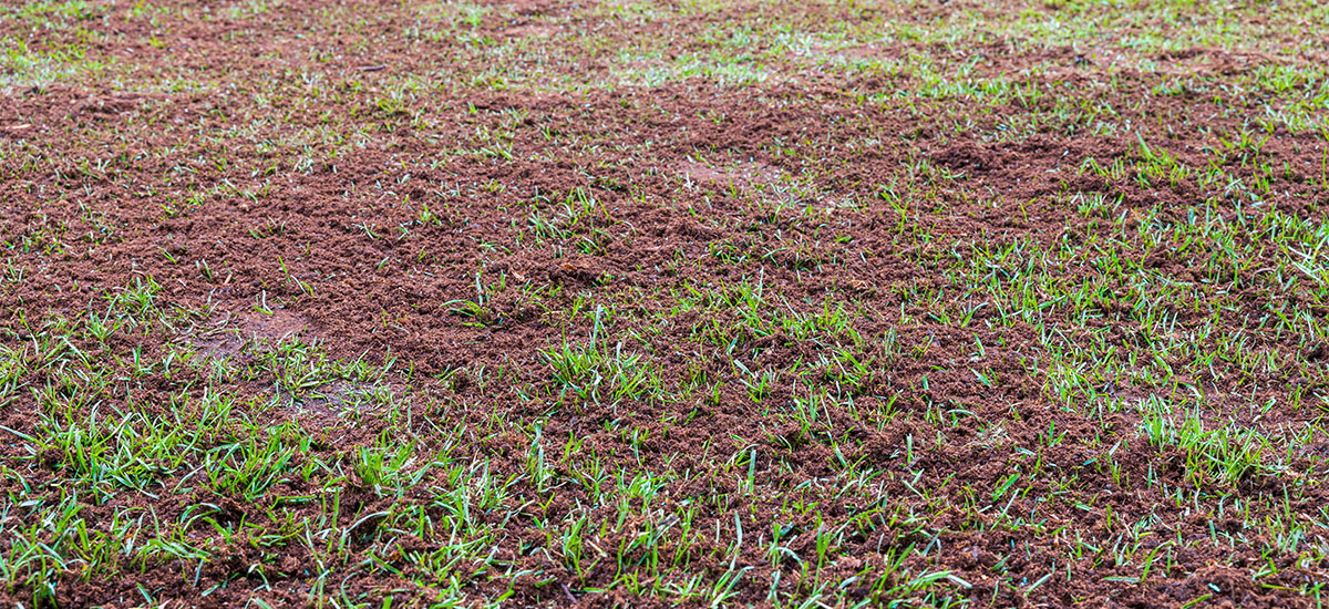 substrate on the lawn